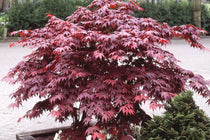 
                  
                    Acer 'Bloodgood'®
                  
                