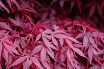 
                  
                    Acer 'Bloodgood'®
                  
                