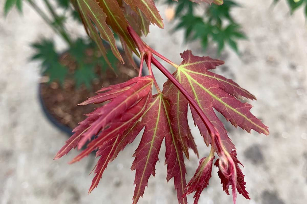 
                  
                    Acer 'brown sugar'® 10.5cm
                  
                