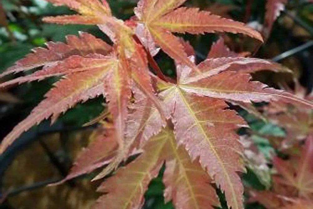
                  
                    Acer 'brown sugar'® 
                  
                