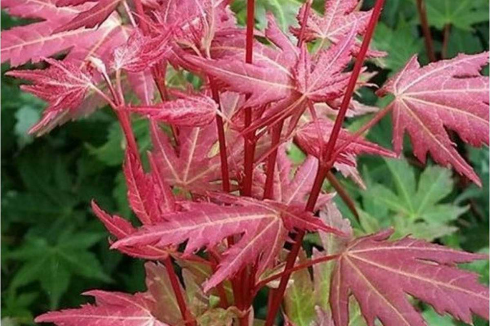
                  
                    Acer 'brown sugar'® 
                  
                