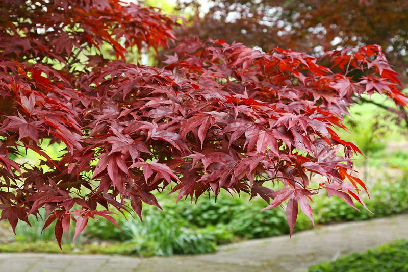 Acer 'Fireglow'®