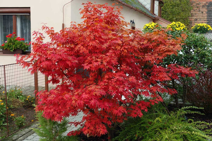 Acer 'Fireglow'®