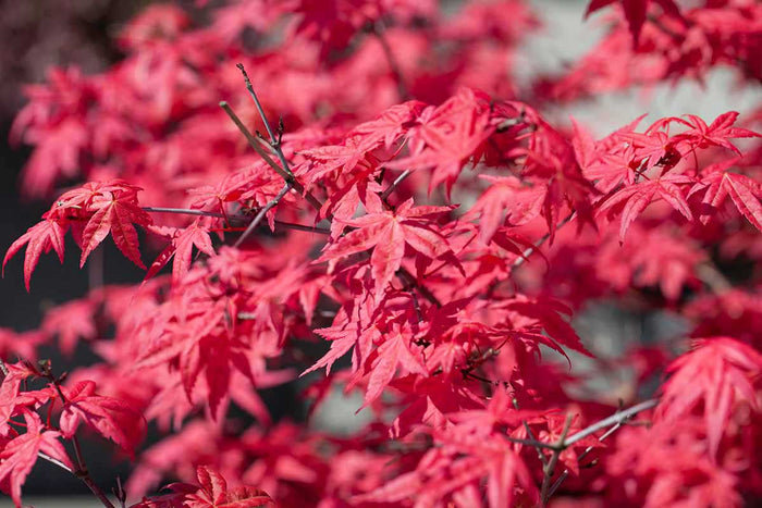 Acer 'Fireglow'®