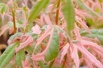 
                  
                    Acer 'Iyoshi'
                  
                