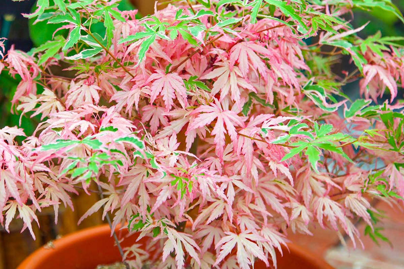 Acer 'Iyoshi'