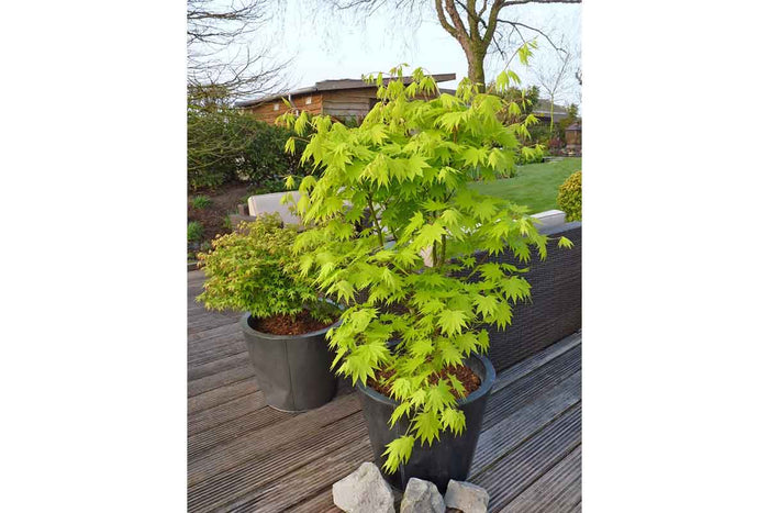 Acer 'Jordan'® 19cm