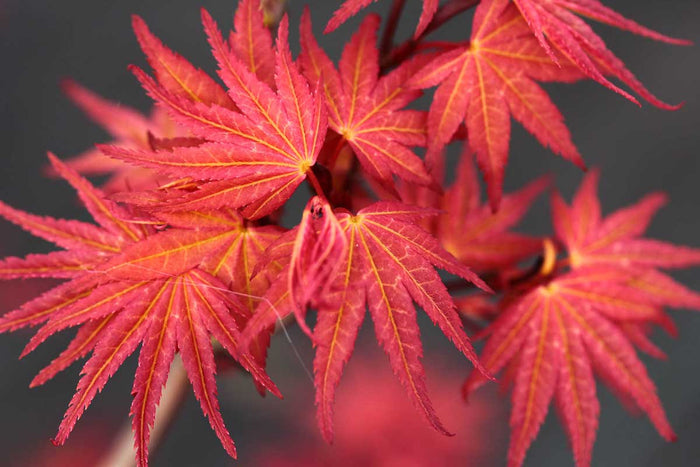 Acer 'Phoenix'®