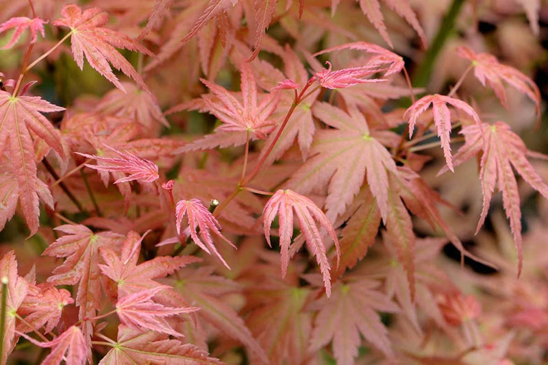 Acer 'Phoenix'®