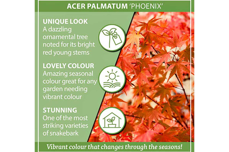 Acer 'Phoenix'®