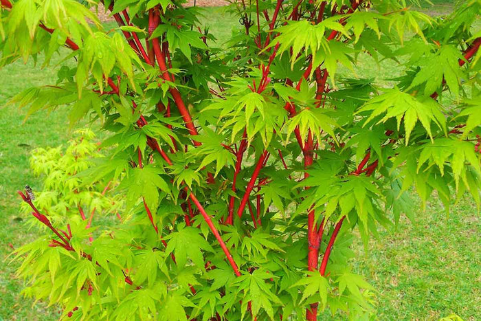 Acer 'Sango-Kaku'®