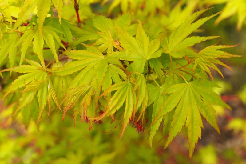 Acer 'Sango-Kaku'®