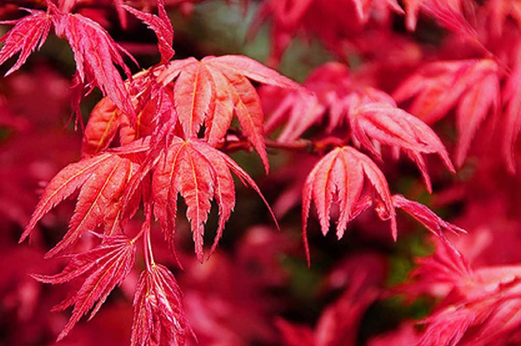 Acer 'Shin-Deshojo'