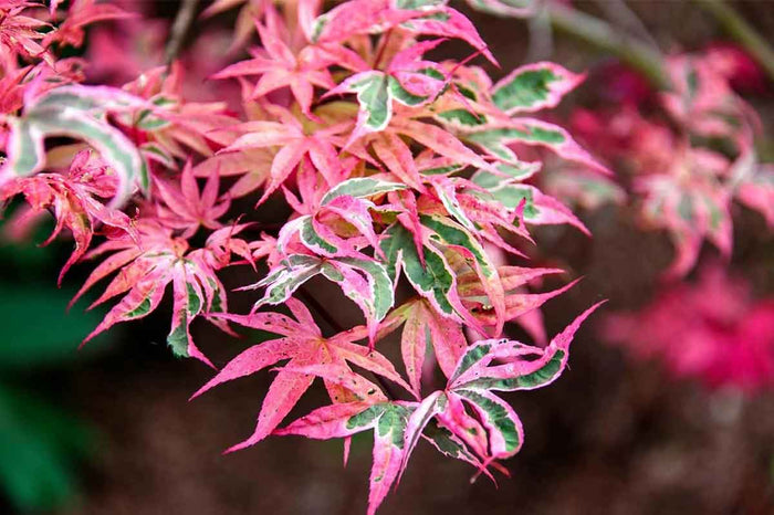 Acer 'Shirazz'®