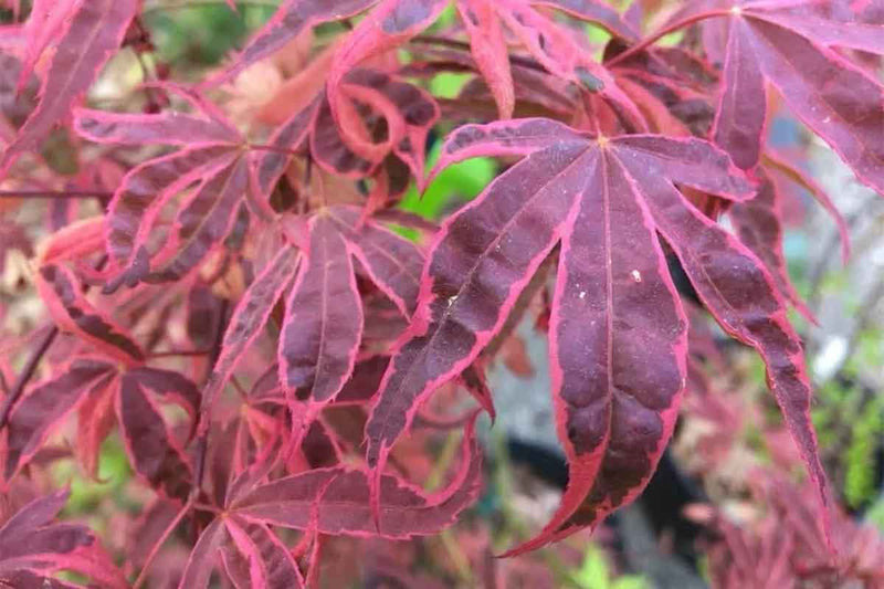 Acer 'Shirazz'®