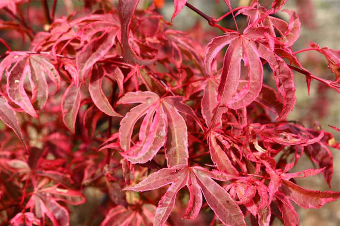 Acer 'Shirazz'®