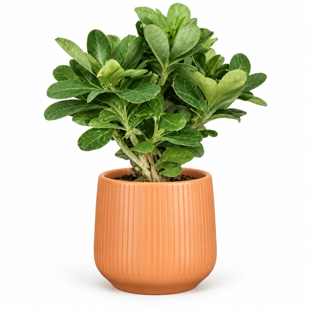 Adenium obesum 11cm + Amber orange vertical 11.5cm (1133677)