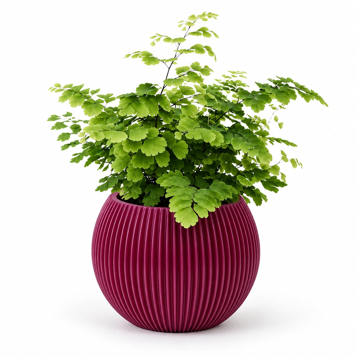 Adiantum 'fritz luthi' 8.5cm + Capi Vase ball groove purple 13cm (BGVP109)