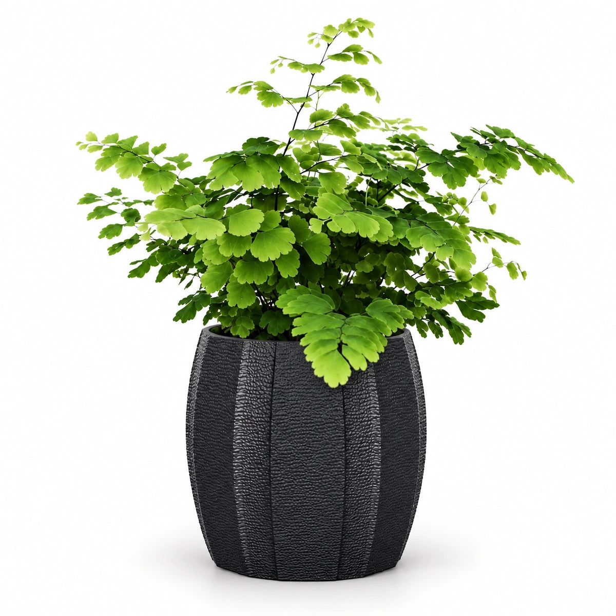 Adiantum 'fritz luthi' 8.5cm + Capi elegant wide arc anthracite 12cm (BARA292)
