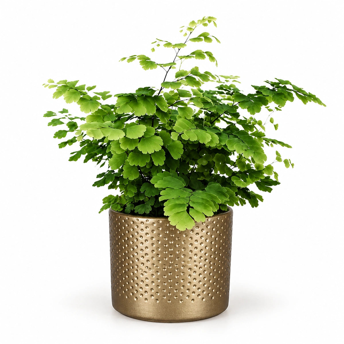 Adiantum 'fritz luthi' 8.5cm + Era gold relief 8.5cm (1096073)