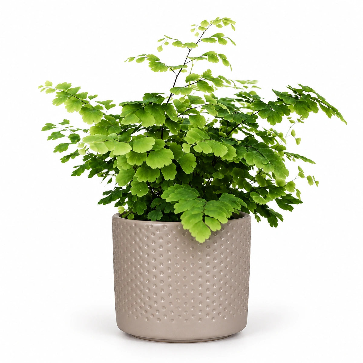 Adiantum 'fritz luthi' 8.5cm + Era taupe relief 8.5cm (1096062)