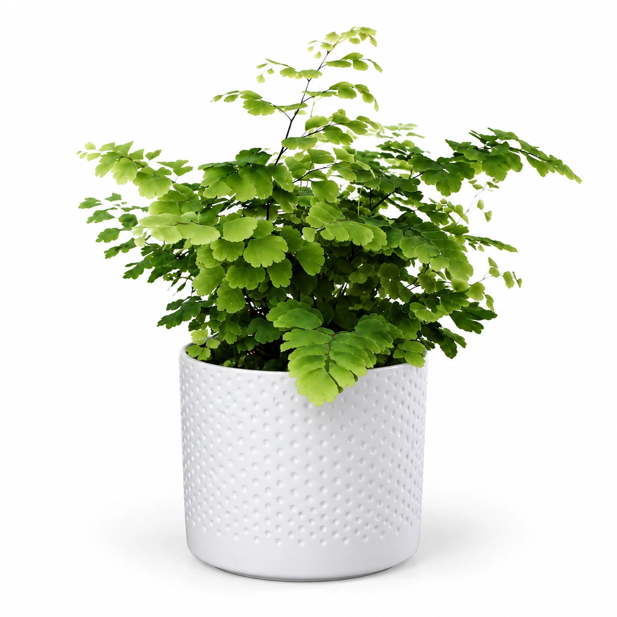 Adiantum 'fritz luthi' 8.5cm + Era white relief 8.5cm (1096055)