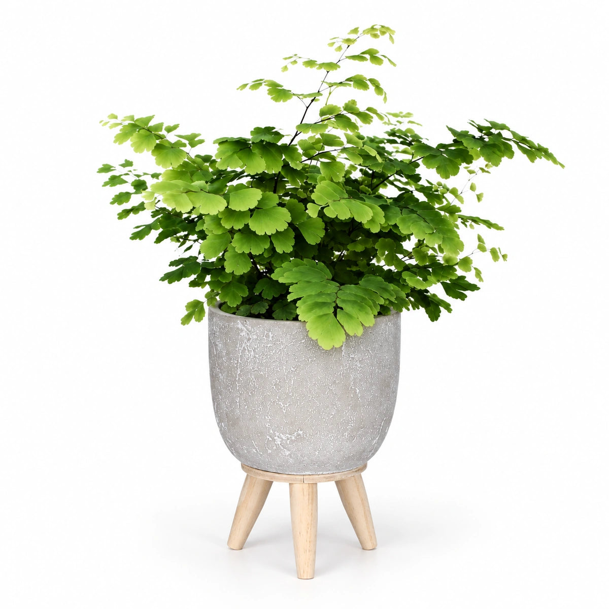 Adiantum 'fritz luthi' 8.5cm + Jimmy on stand l.grey 10.5cm (1095042)