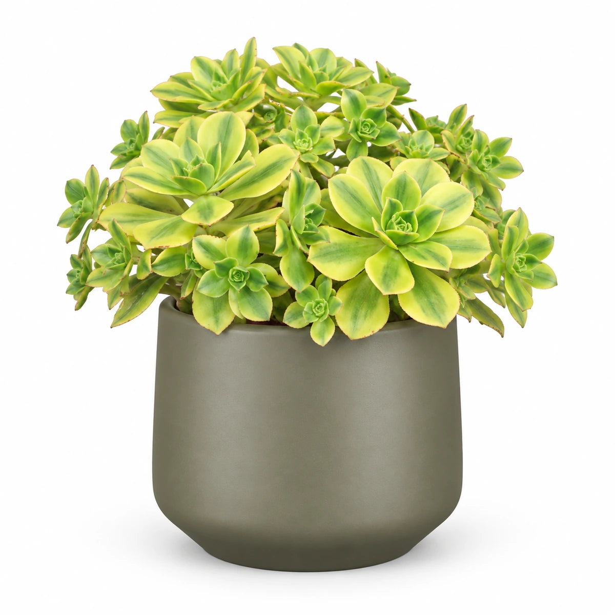 Aeonium ‘Kiwi’ 12cm + Amber green matt 13cm (1097324)