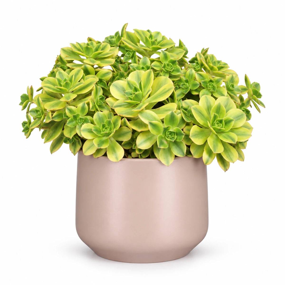 Aeonium ‘Kiwi’ 12cm + Amber l. pink matt 13cm (1097325)