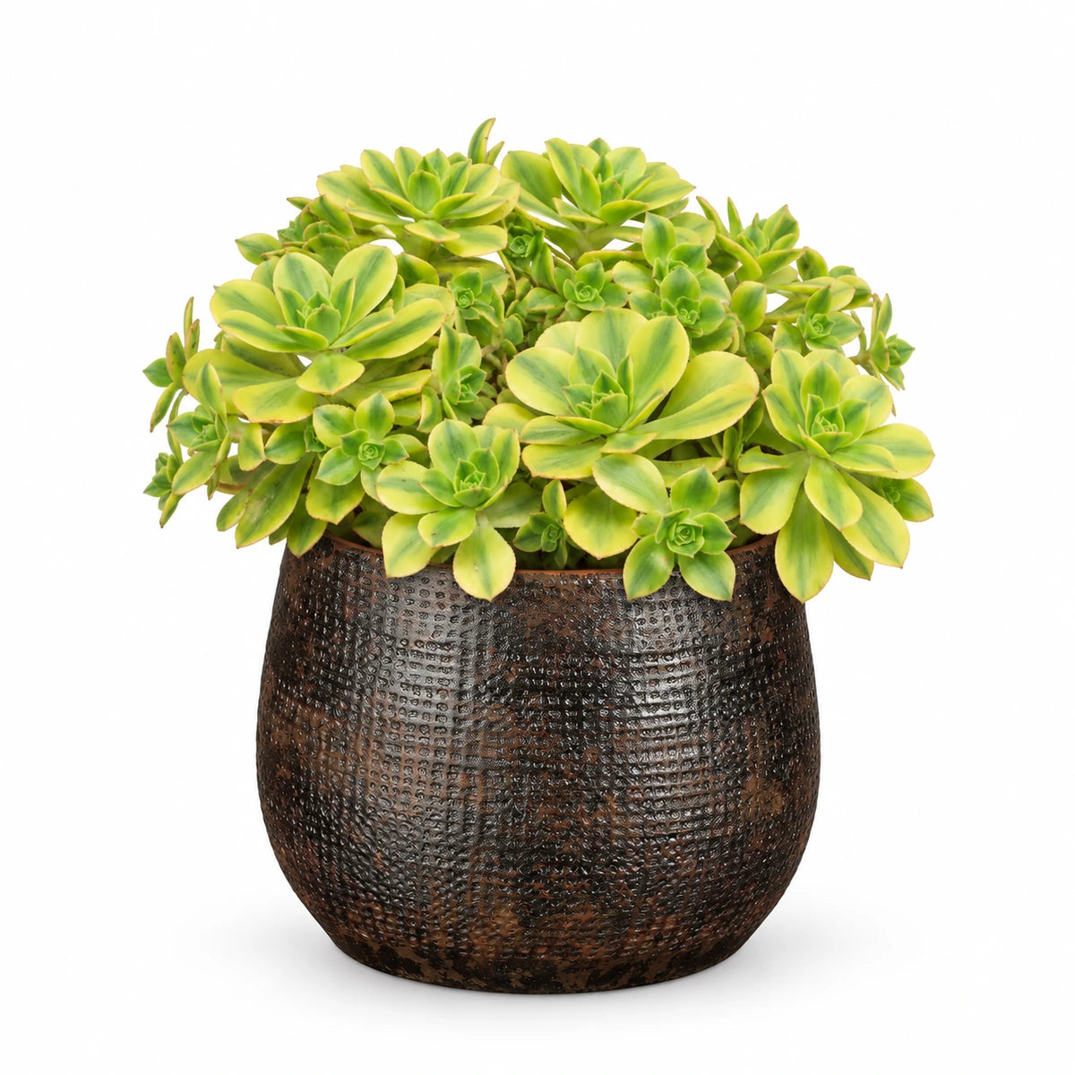 Aeonium ‘Kiwi’ 12cm + Enrique brown 13cm (1157584)