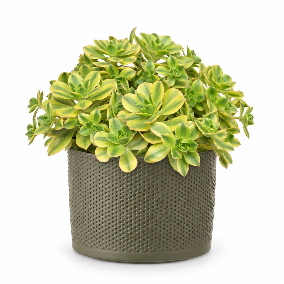 Aeonium ‘Kiwi’ 12cm + Era green relief 14cm (1051633)