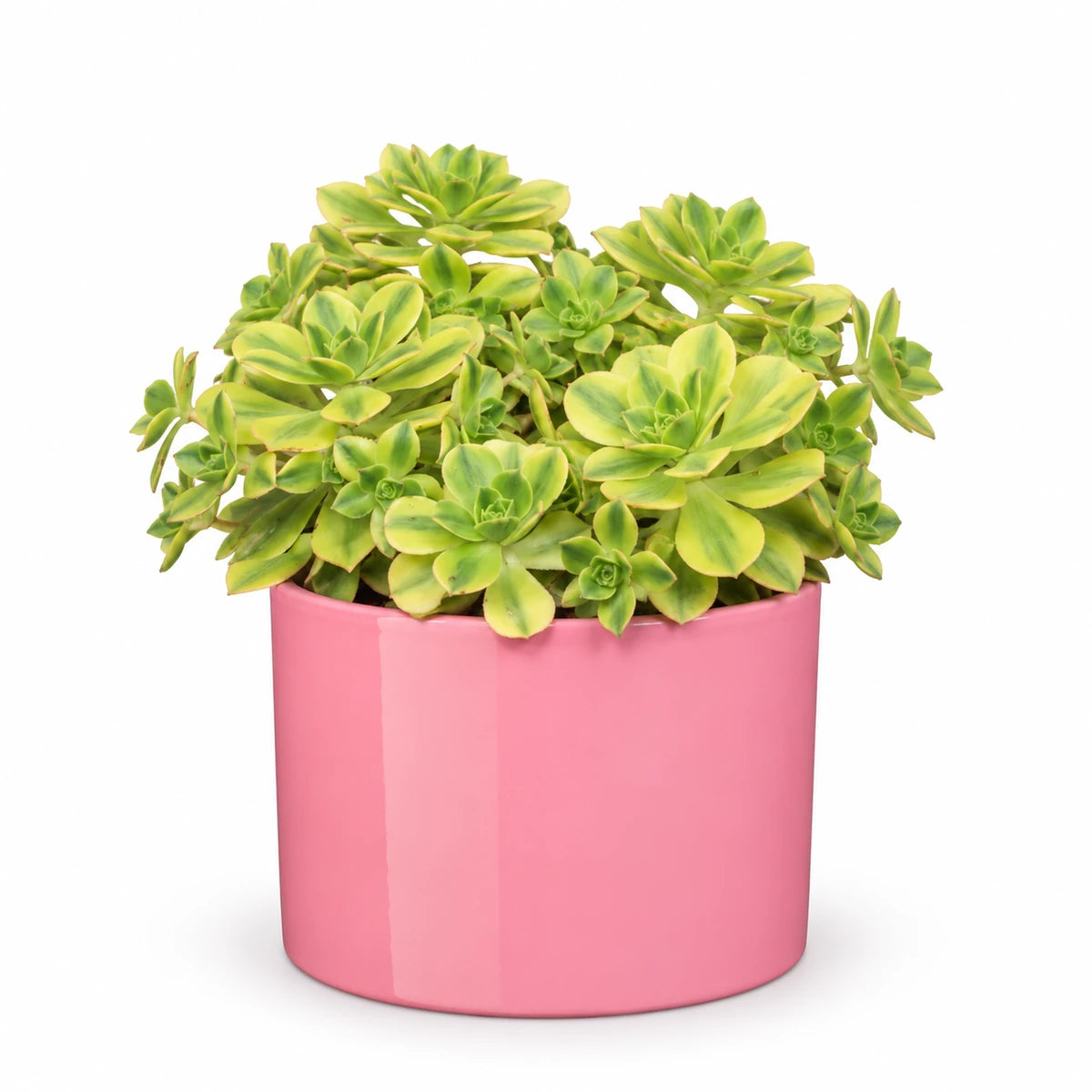 Aeonium ‘Kiwi’ 12cm + Era pink 12cm (1135539)