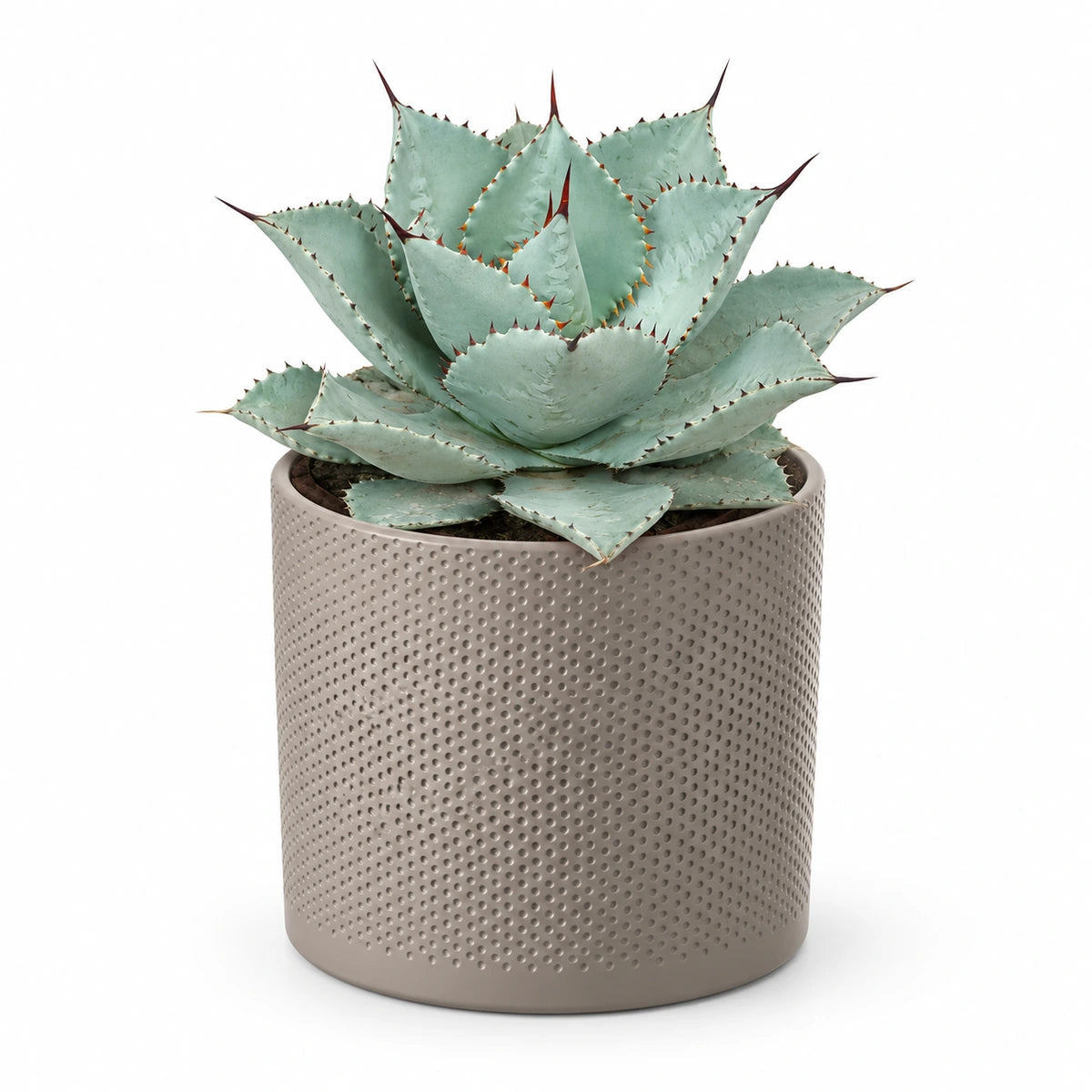 Agave 'Dragon Toes' 17cm + Era taupe relief 17.5cm (1051630)