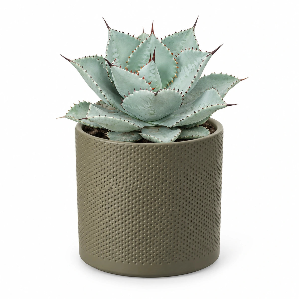 Agave 'Dragon Toes' 17cm + Era green relief 17.5cm (1051635)