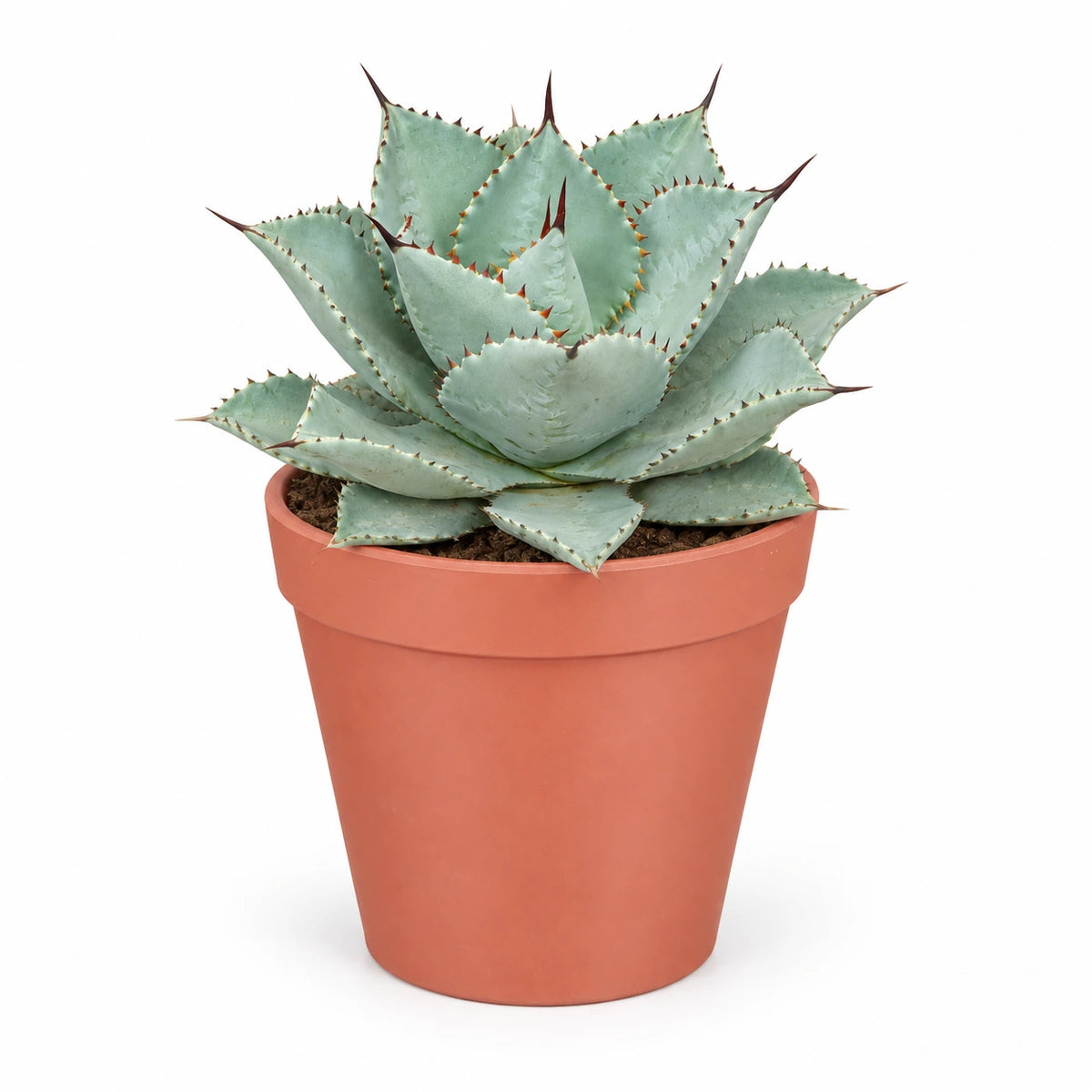 Agave 'Dragon Toes' 17cm + Orion dark pink 19cm