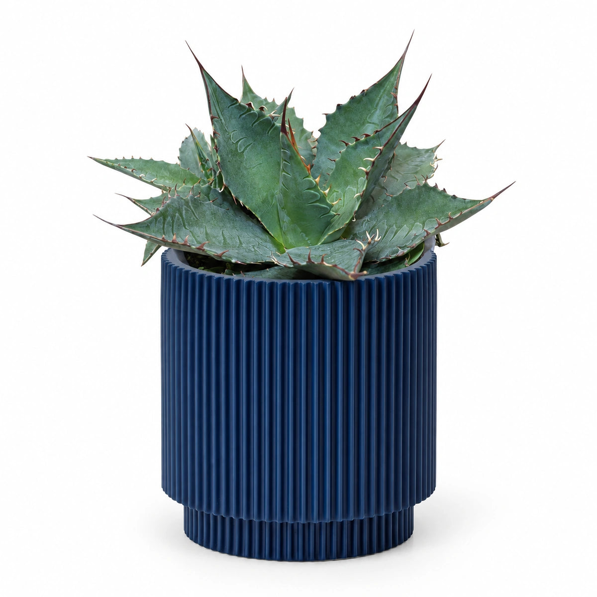 Agave 'ferox' 13cm + Capi Vase cylinder groove dark blue 15cm (BGVDB313)