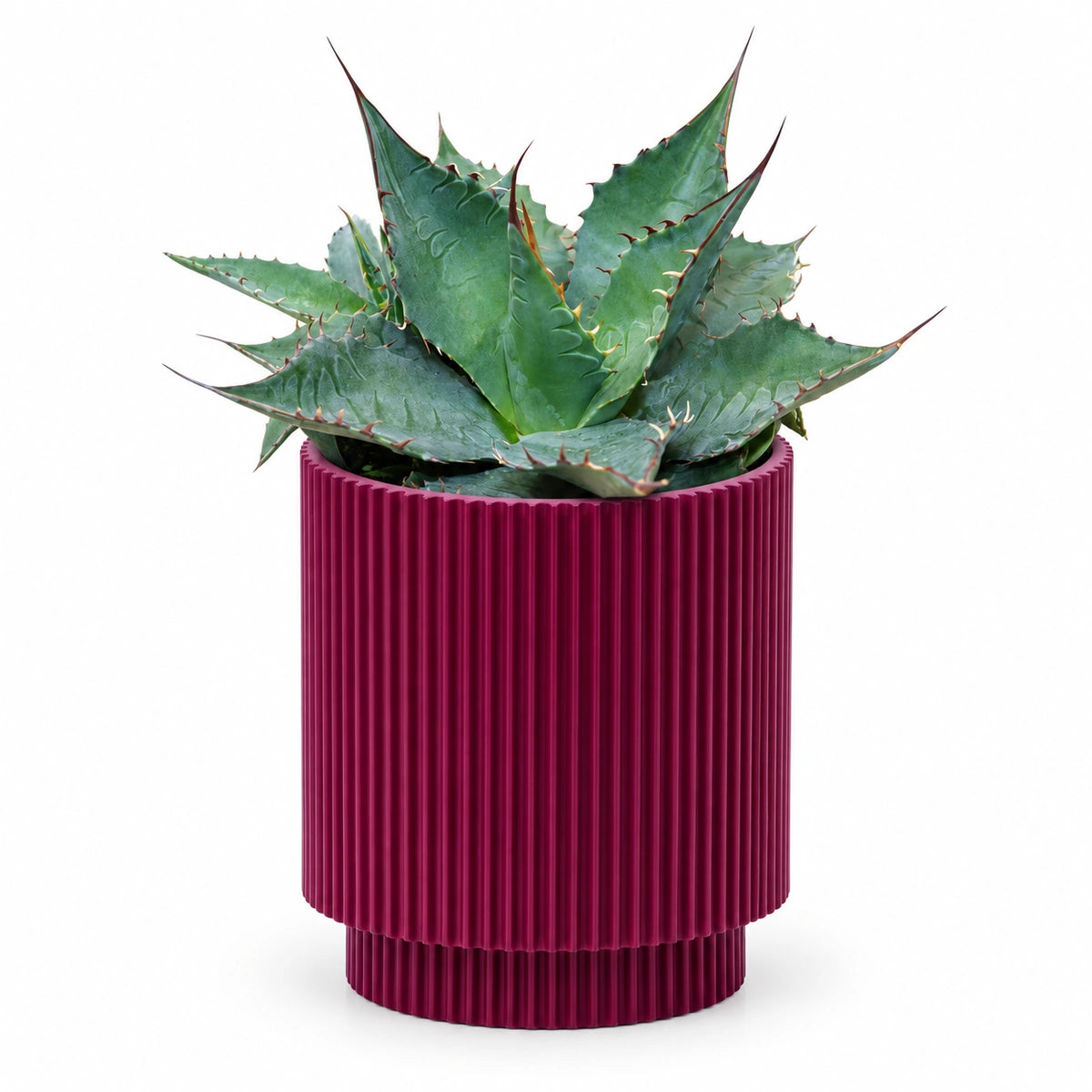 Agave 'ferox' 13cm + Capi Vase cylinder groove purple 15cm (BGVP313)