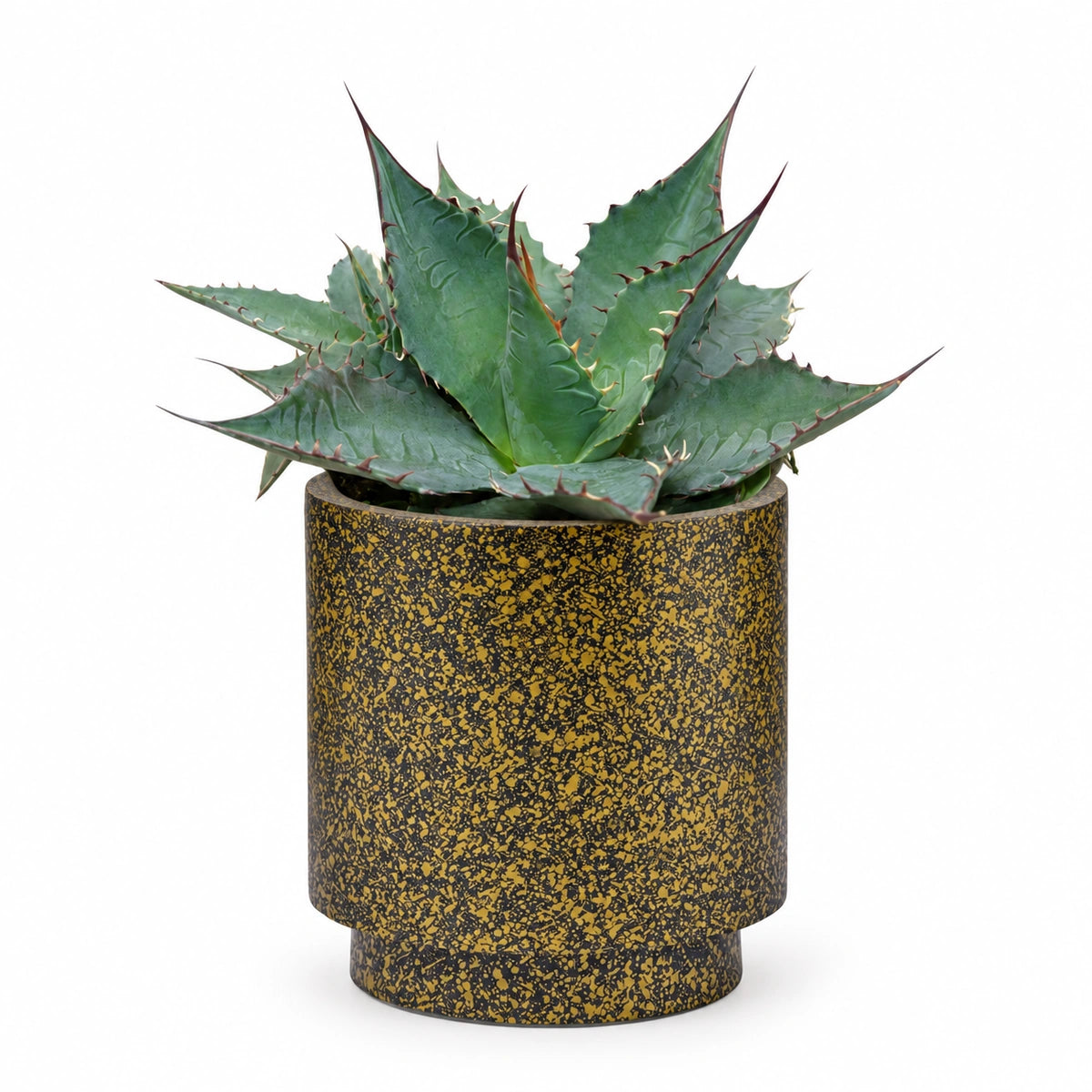 Agave 'ferox' 13cm + Capi Vase cylinder Terrazzo gold 15cm (BTZG313)
