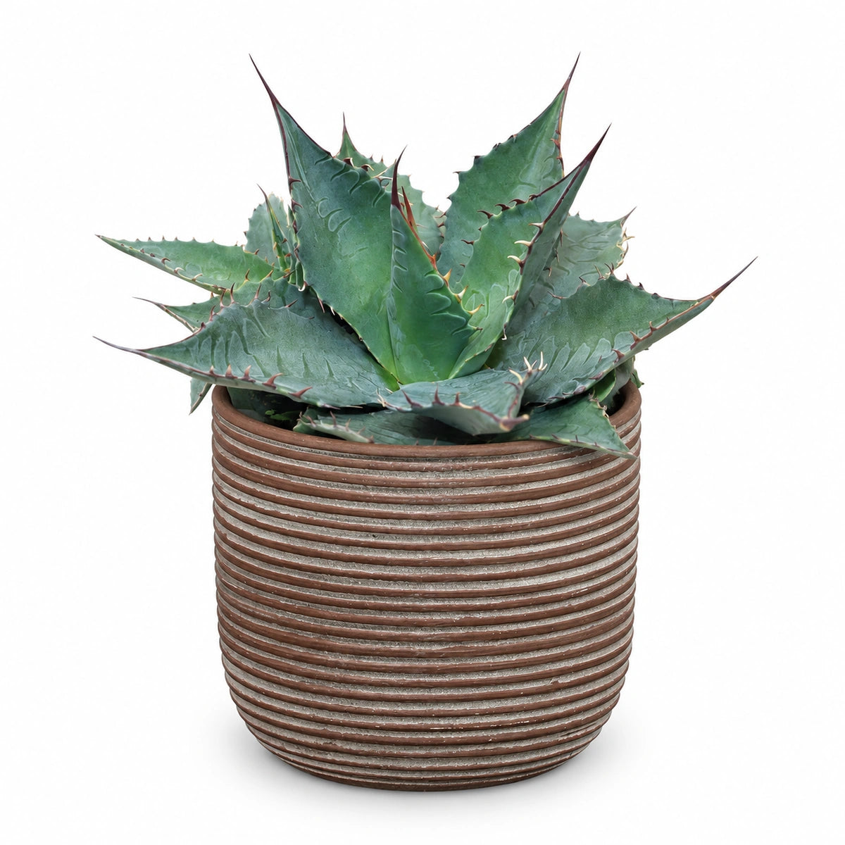 Agave 'ferox' 13cm + Samuel brown 14cm (1176186)