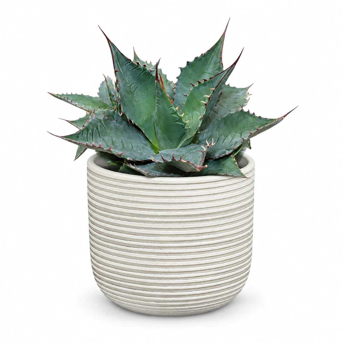 Agave 'ferox' 13cm + Samuel white 14cm (1176174)