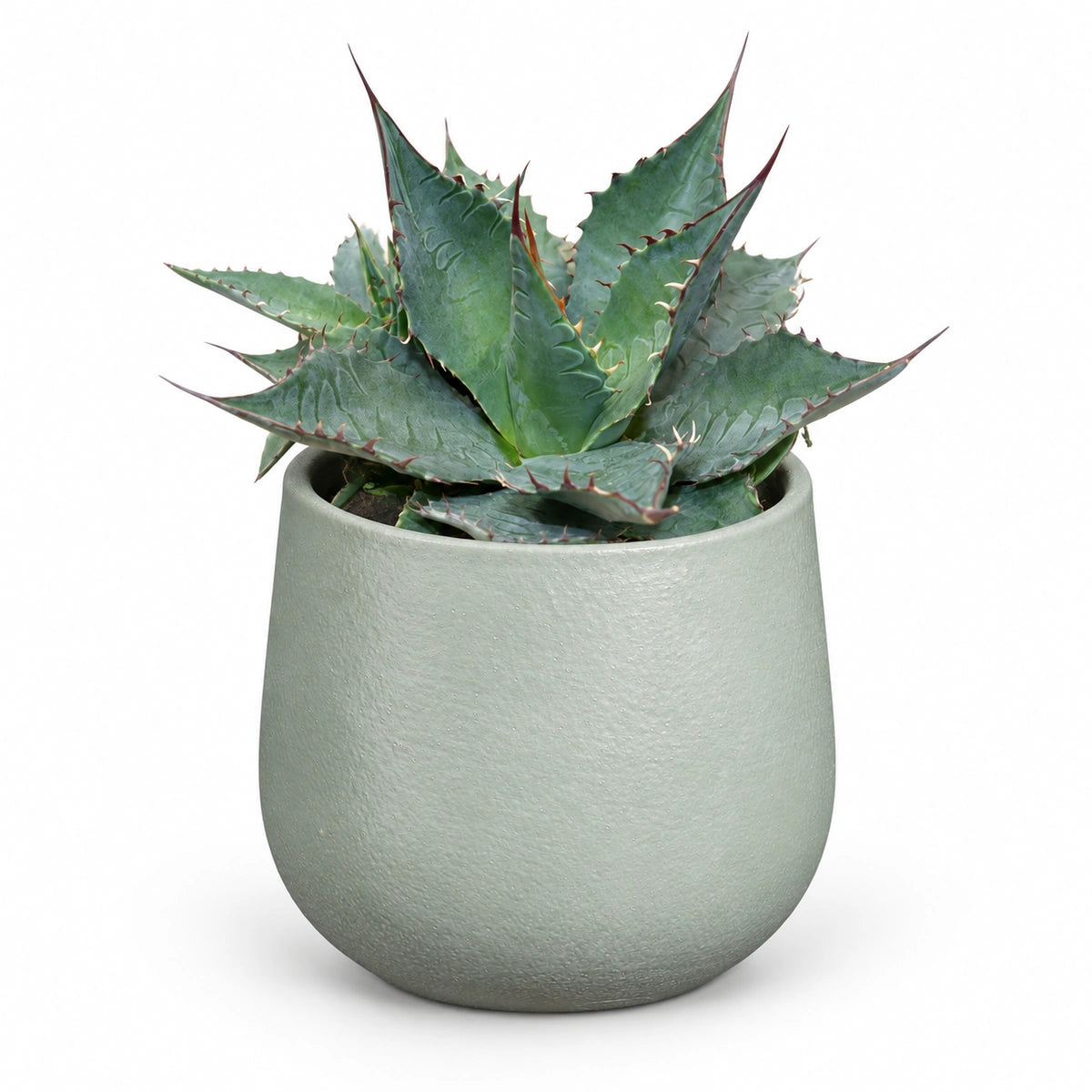 Agave 'ferox' 13cm + Sevilla grey 13.5cm (1175802)