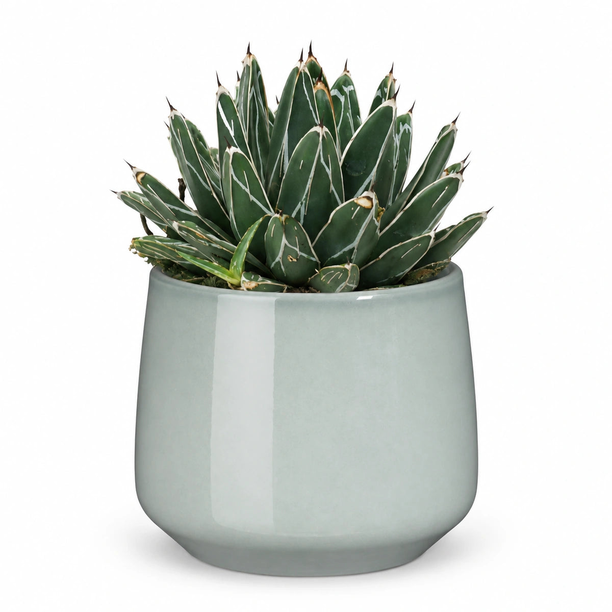 Agave victoriae-reginae 13cm + Amber light grey 13cm (1167583)