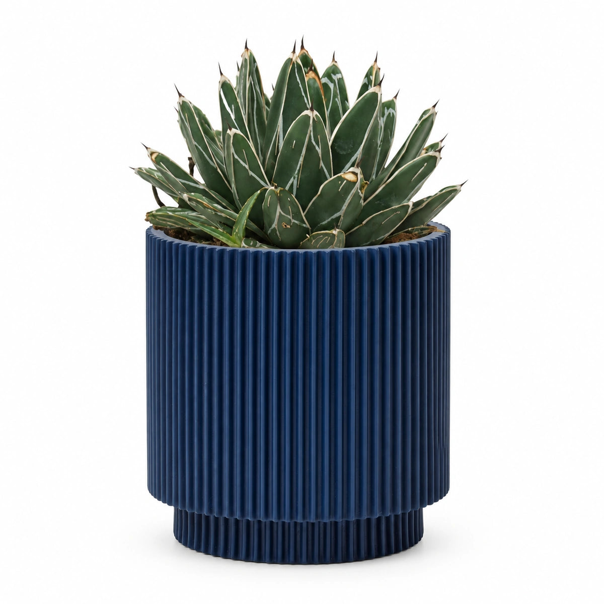 Agave victoriae-reginae 13cm + Capi Vase cylinder groove dark blue 15cm (BGVDB313)