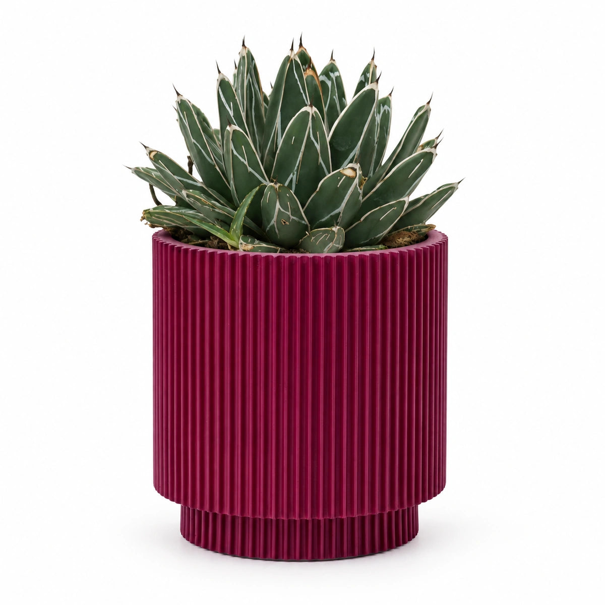 Agave victoriae-reginae 13cm + Capi Vase cylinder groove purple 15cm (BGVP313)