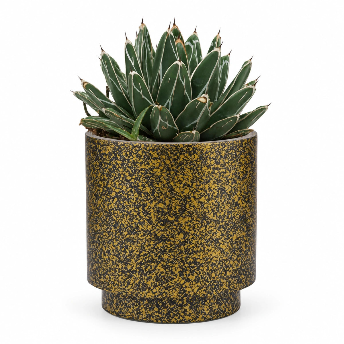 Agave victoriae-reginae 13cm + Capi Vase cylinder Terrazzo gold 15cm (BTZG313)