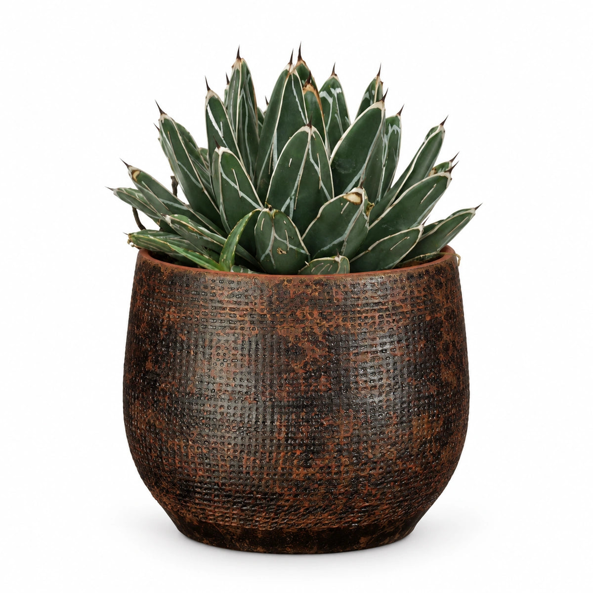 Agave victoriae-reginae 13cm + Enrique brown 14cm (1157585)