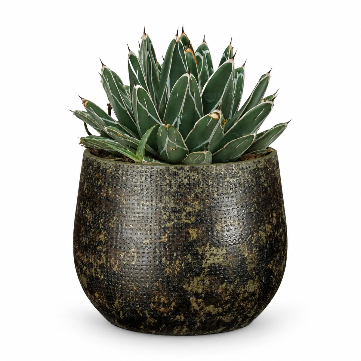 Agave victoriae-reginae 13cm + Enrique green 14cm (1157594)