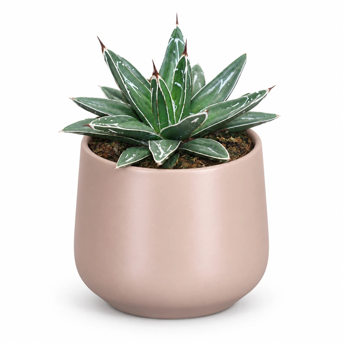 Agave victoriae-reginae 8.5cm + Amber l. pink matt 8.5cm (1094376)