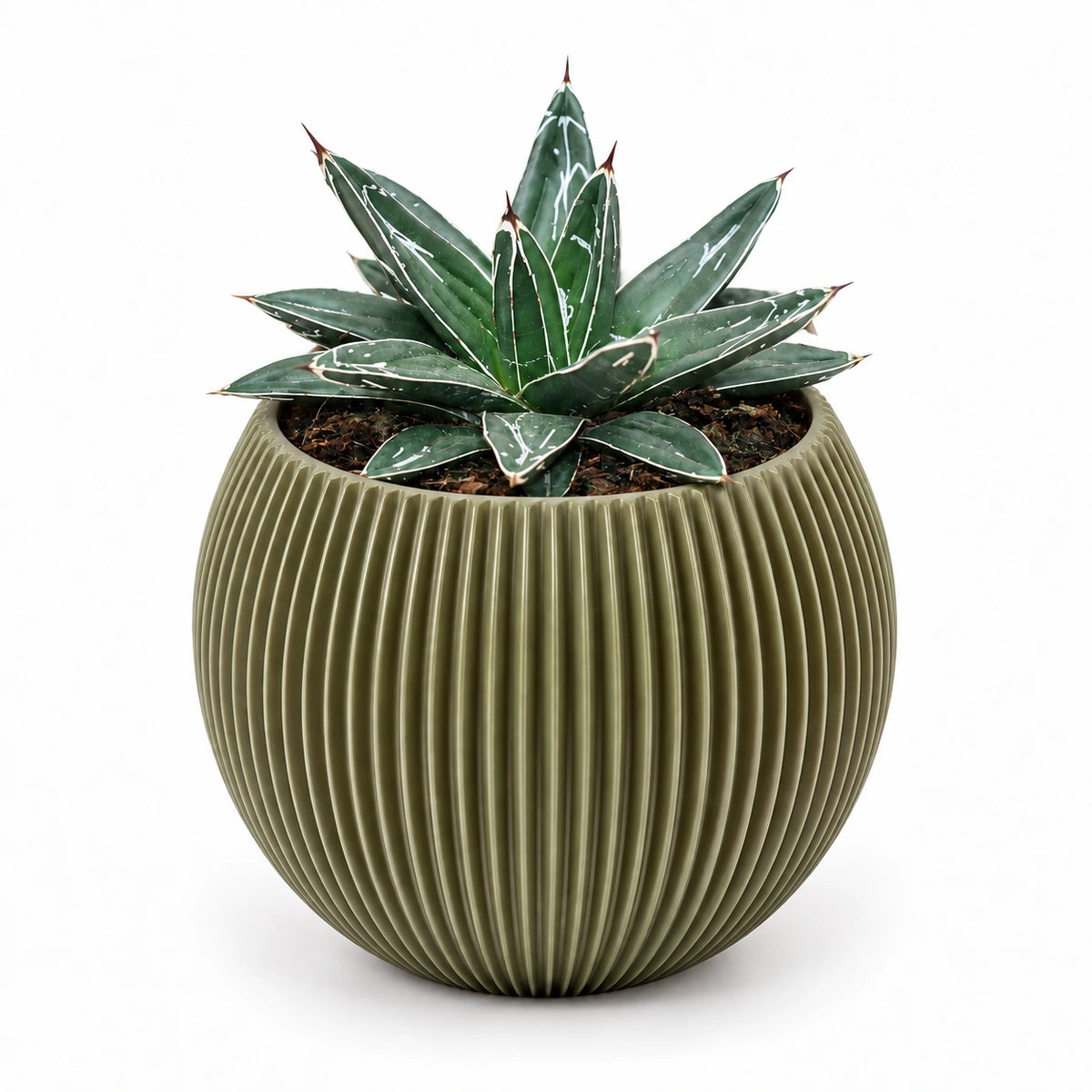 Agave victoriae-reginae 8.5cm + Capi Vase ball groove green 13cm (BGVGN109)