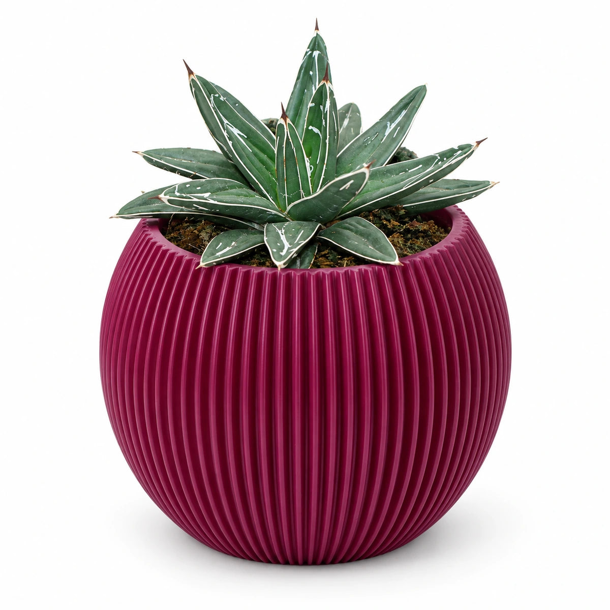 Agave victoriae-reginae 8.5cm + Capi Vase ball groove purple 13cm (BGVP109)